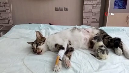 'Şans' sezaryenle geldi...Doğum yapamayan kediye sezaryen operasyonu