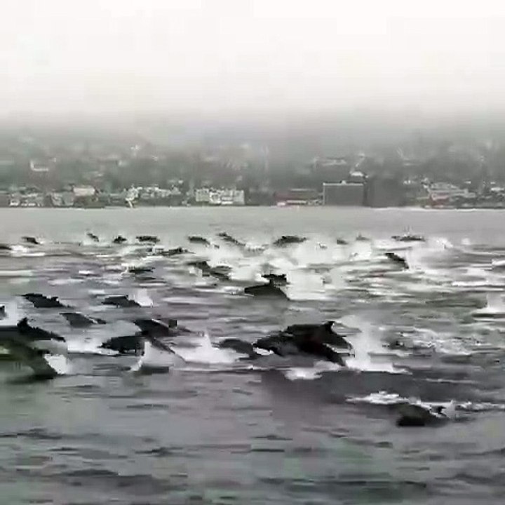 Onlarca yunus balığının bir arada yaptığı muhteşem gösteri