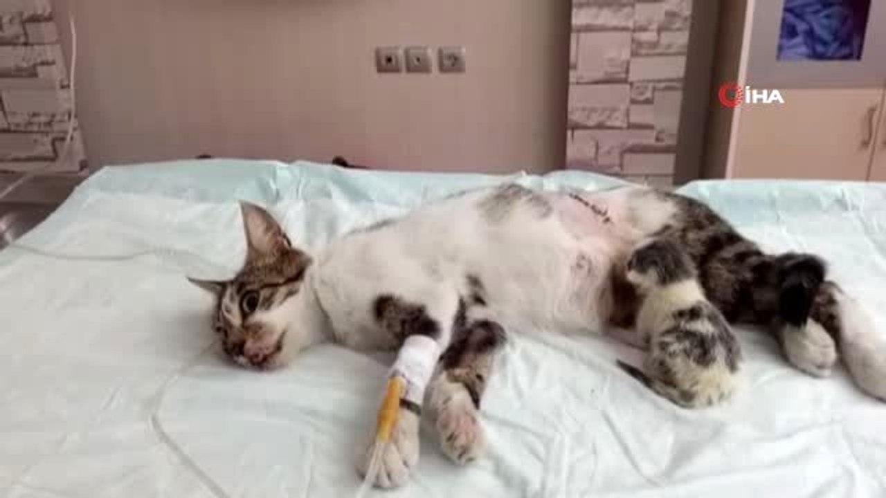 "Şans" sezaryenle geldi...Doğum yapamayan kediye sezaryen operasyonu