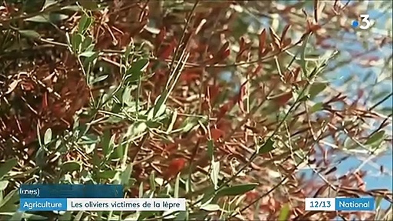 Agriculture : premiers cas de "lèpre des oliviers" détectés dans les Alpes-Maritimes