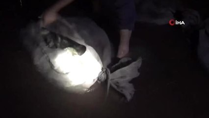 Kaçak olarak avlanan yüzlerce yavru balık özgürlüğüne kavuştu