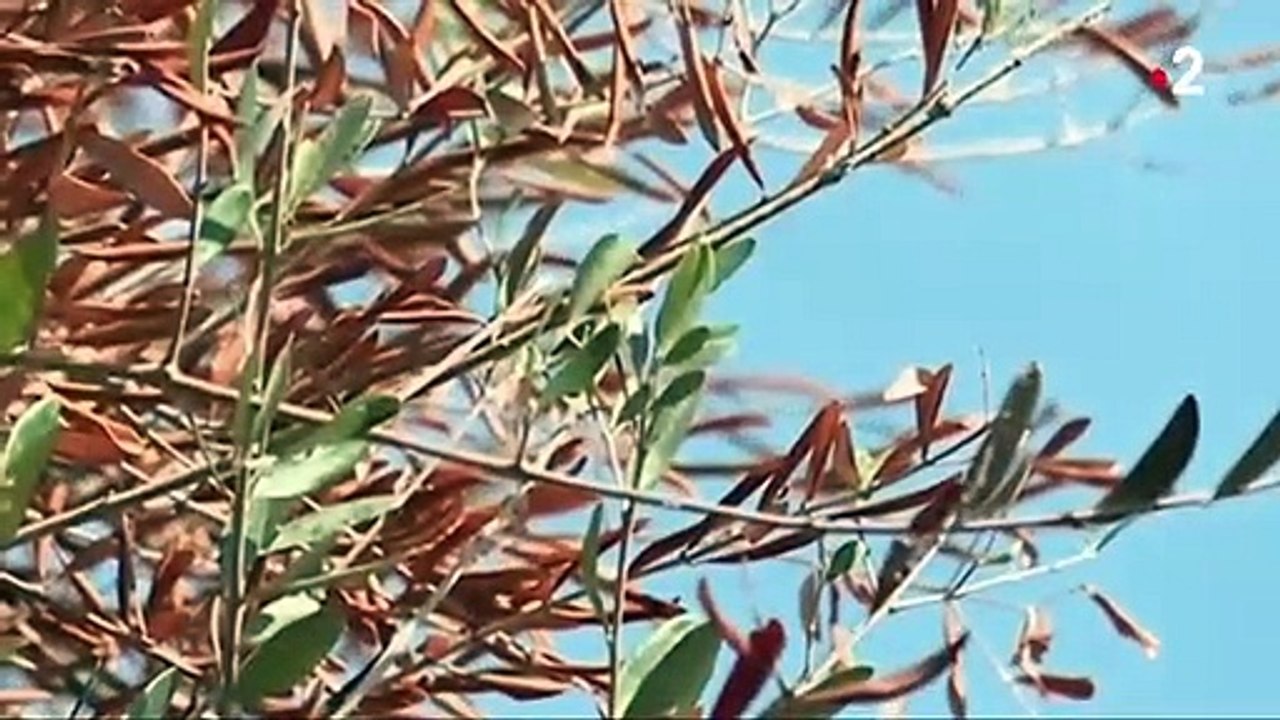 La bactérie "tueuse d'oliviers" détectée dans les Alpes-Maritimes