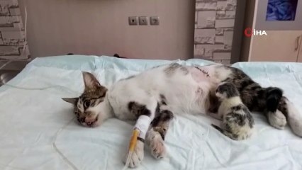 Doğum Yapamayan Kediye Sezaryen Operasyonu