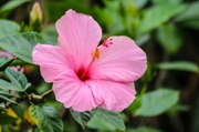 Vos Questions Jardin: Mon hibiscus fait des boutons  mais pas de fleurs