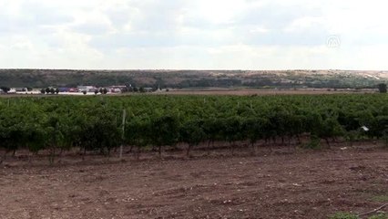 Üzüm hasadı başladı