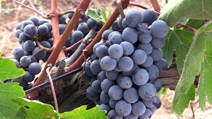 Üzüm hasadı başladı - EDİRNE