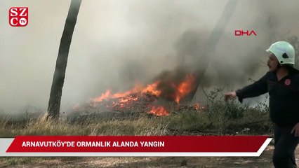 Download Video: Arnavutköy’de ormanlık alanda yangın