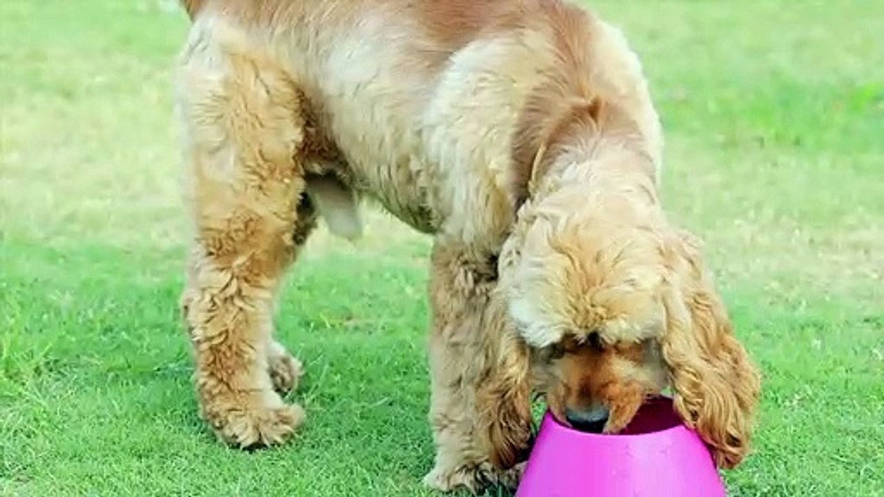 Should You Be Serving Tap Or Filtered Water To Your Dog? video