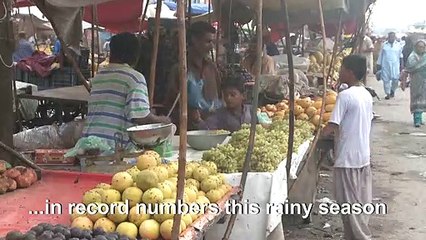 Flies overwhelm Pakistan's Karachi in monsoon 'hell'