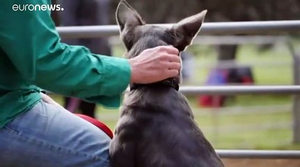 فيديو: جلسات علاج ذهنية لكلاب الغنم لتحسين مزاجها وتعليمها حياة الريف في أستراليا