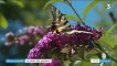 Alpes-de-Haute-Provence : un jardin dédié aux papillons