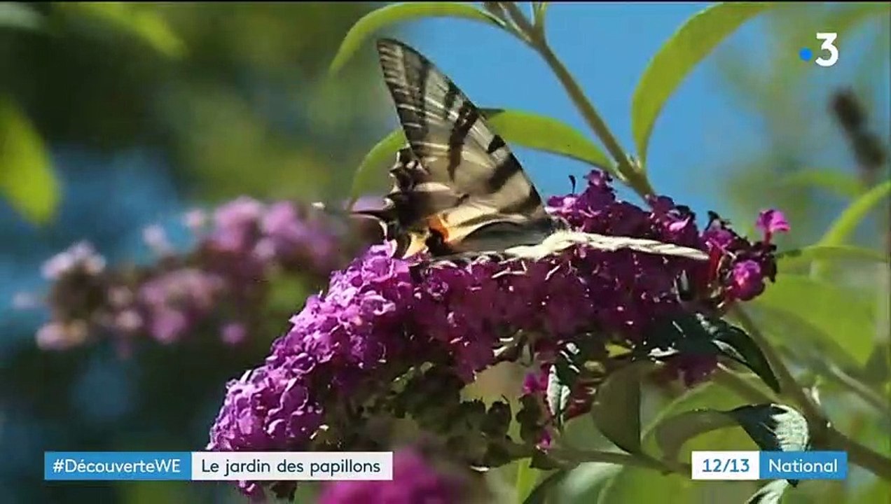 Alpes-de-Haute-Provence : un jardin dédié aux papillons