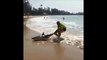 Un touriste courageux sauve un requin qui vient de s'échouer sur la plage