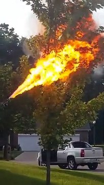 Il utilise un lance-flamme pour détruire un nid de frelons... Efficace