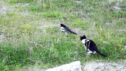 Un chat chasse une pie et va se retrouver encerclé par 10 oiseaux en colère