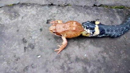 Ce serpent emporte un crapaud encore en vie dans sa gueule