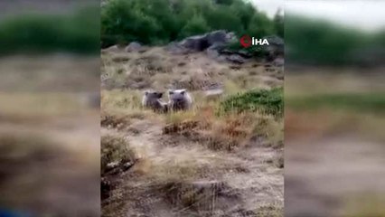 Bitlis'te ilginç görüntü... Vatandaşlar yavru ayıları kendi elleriyle böyle besliyor