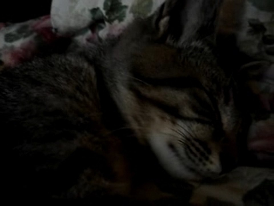 chat