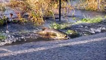 Alcune strane creature attraversano la strada. Ecco di cosa