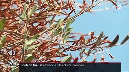 Agriculture : les oliviers français menacés par la bactérie tueuse
