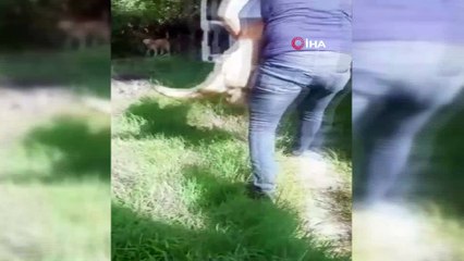 Mahallenin baktığı sokak köpeğini tüfekle ensesinden vurdular