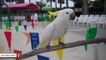 Nothing To See Here, Just A Cockatoo Dancing