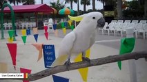 Nothing To See Here, Just A Cockatoo Dancing