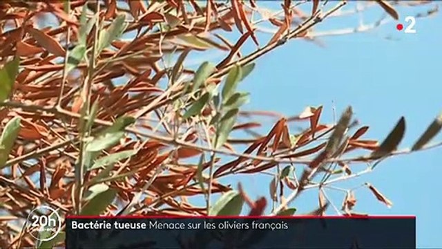 La bactérie tueuse d'oliviers détectée pour la première fois sur deux arbres dans les Alpes-Maritimes