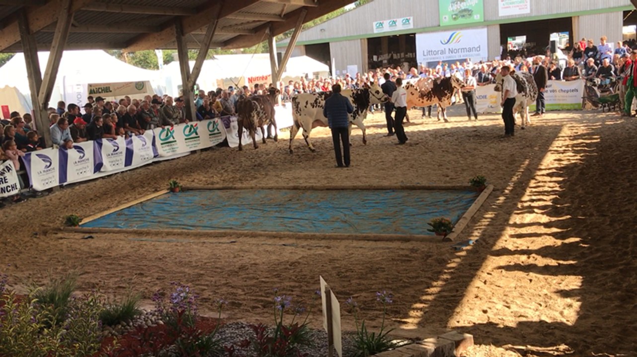 Amanda de l’élevage Allix de Carantilly championne de la Manche à Lessay