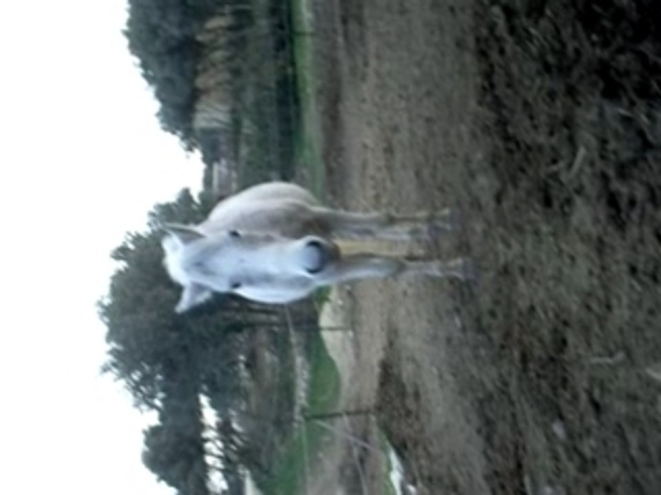 lolotte qui vient vers moi  :)