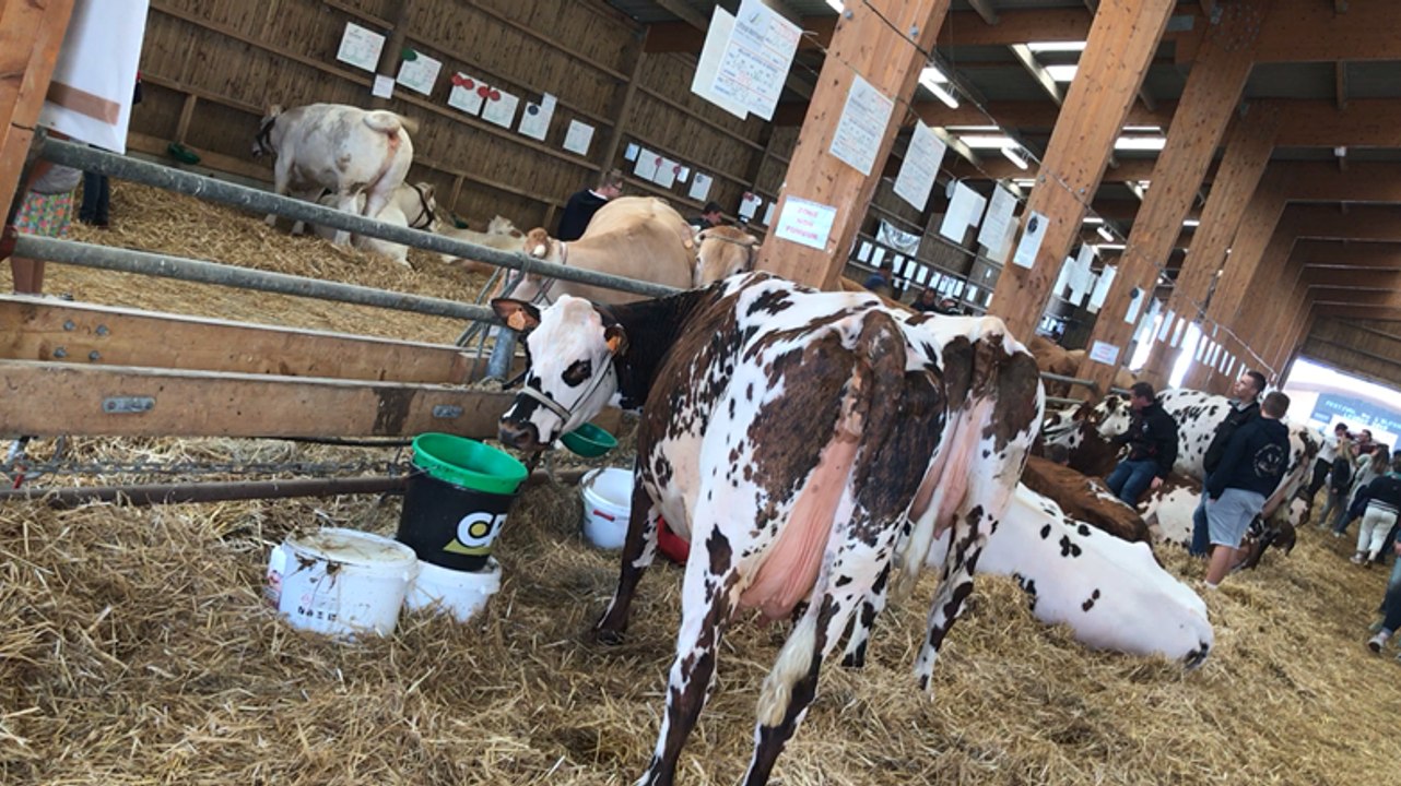 Ferme, Battous et maréchal ferrant à la Foire de Lessay
