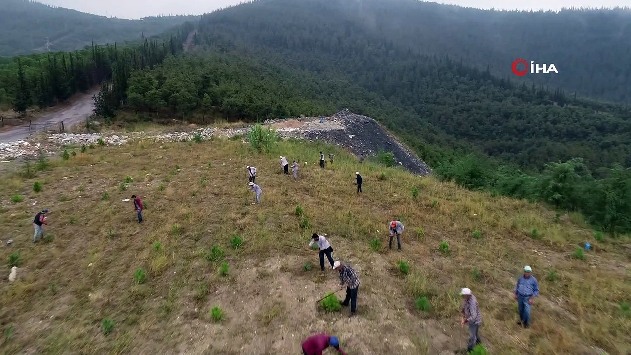 Madenler çıkarıldı, 20 bin fıstık ve akasya maden sahasına dikildi