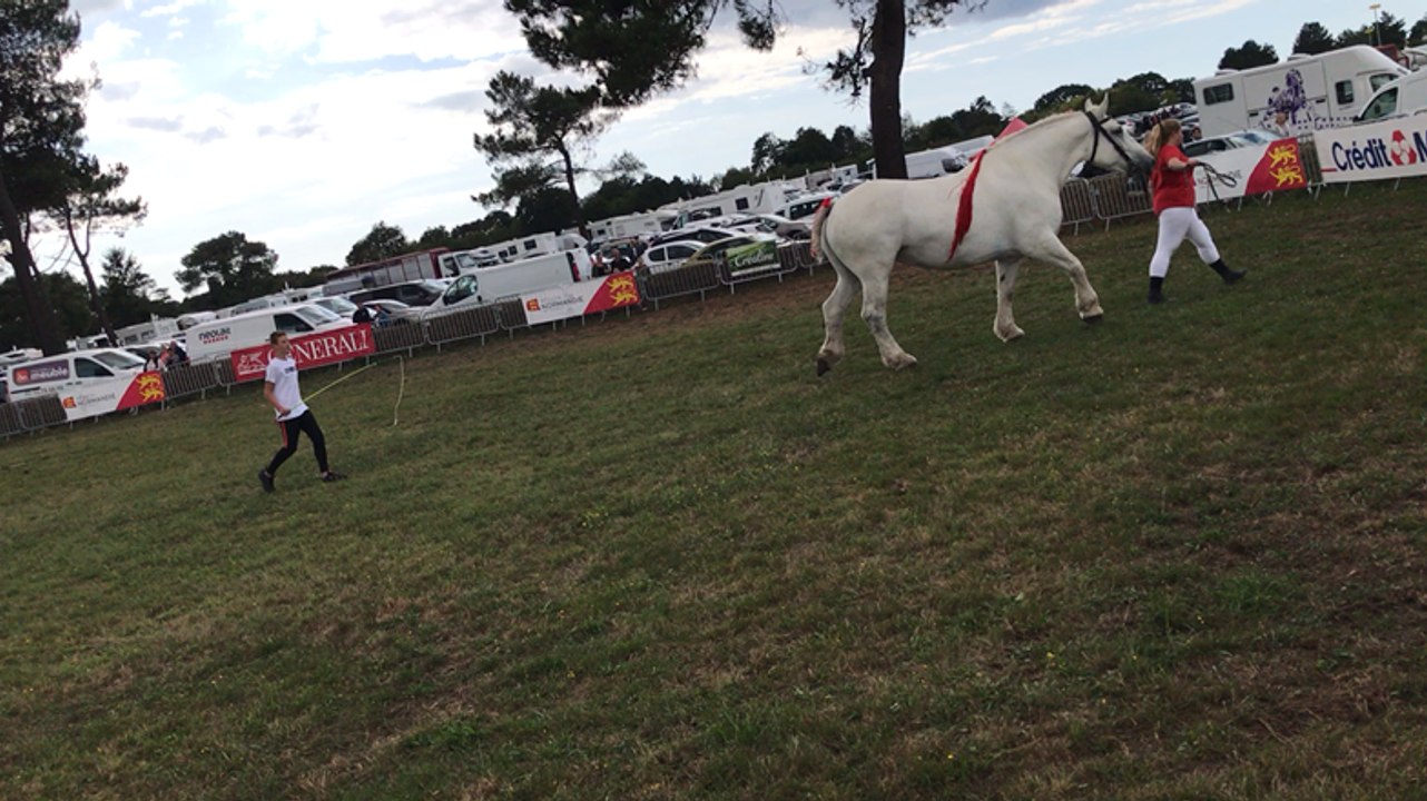 A la foire de Lessay, un manège pour les cobs
