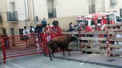 Un toro trata de entrar a una casa por la ventana durante las fiestas de Milagro