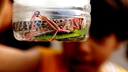 War in Yemen: Locusts welcomed amid food shortage