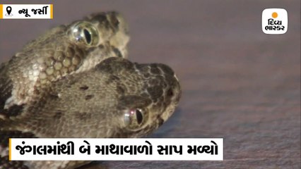 જંગલમાંથી દુર્લભ એવો બે માથાવાળો સાપ મળ્યો, Double Dave નામ અપાયું