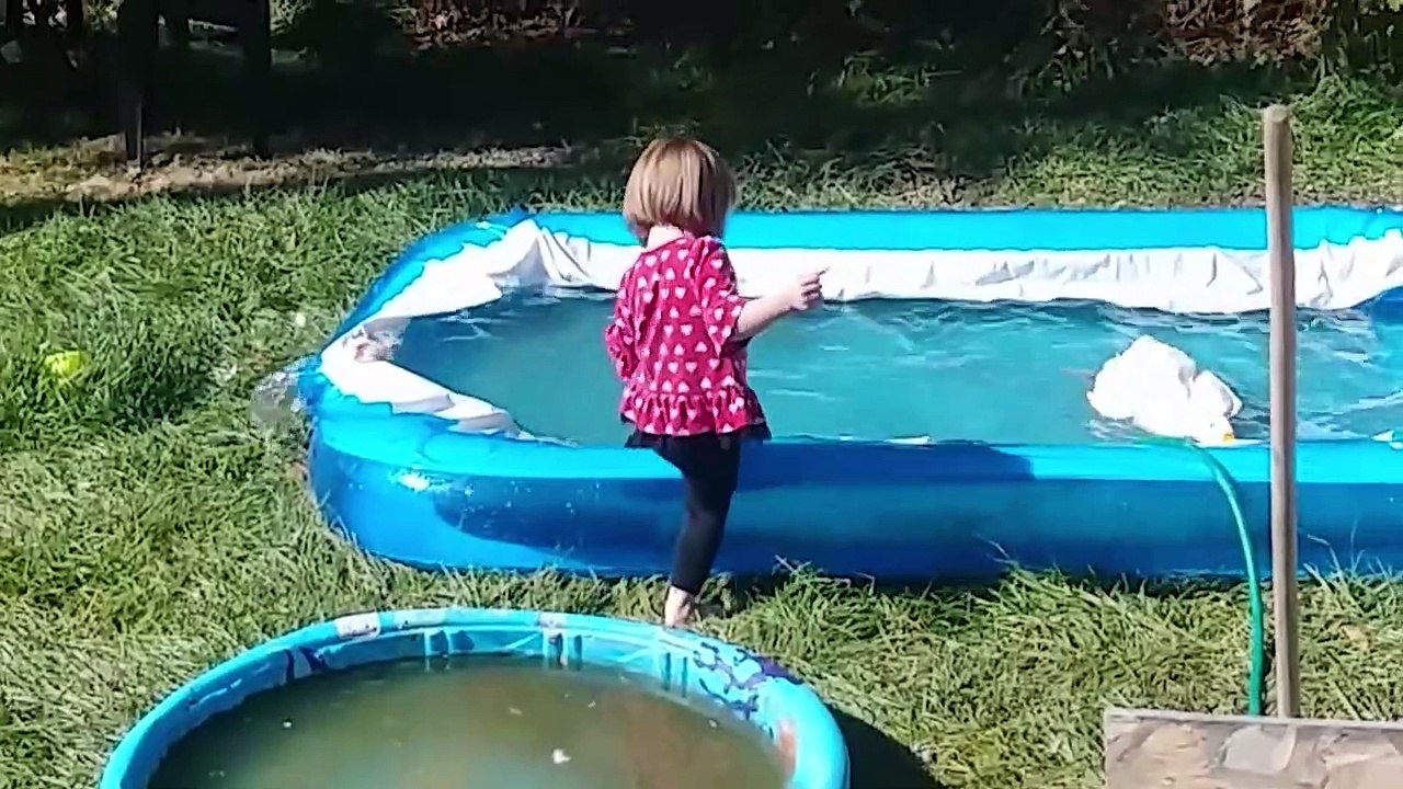 Funny Parrot - Bird Videos Weekly Compilation 2017 - Funny Pet Videos