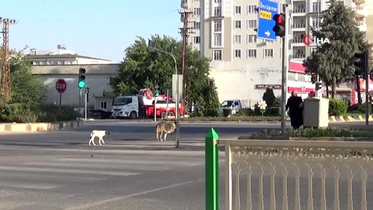 Sahipsiz sokak köpekleri korkutuyor