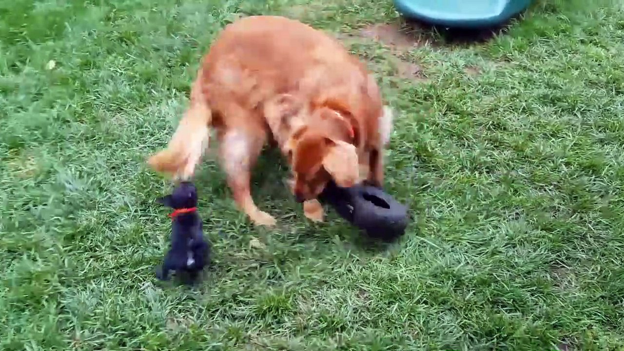 Funniest Pets of the Week Compilation December 2017 - Funny Pet Videos