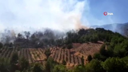 Hatay'da orman yangını