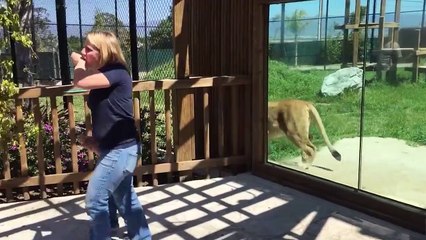 Cutest Pets of the Week Compilation December 2017 - Funny Pet Videos