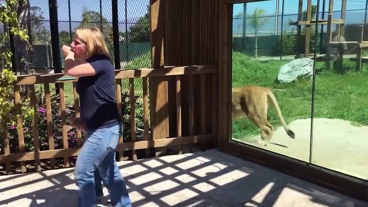 Cutest Pets of the Week Compilation December 2017 - Funny Pet Videos