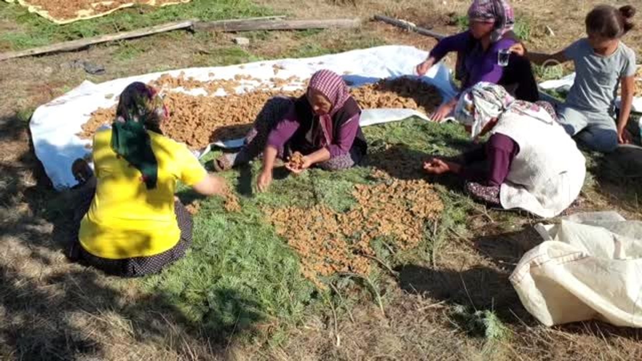 Çukurovalı kadınların tarhana mesaisi