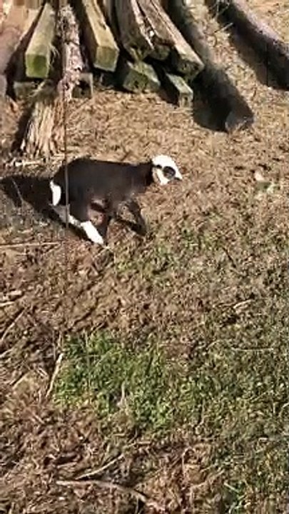 newborn twins Sheep