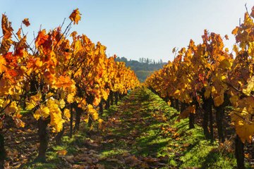 Quel est l'impact du réchauffement climatique sur l’agriculture française ?