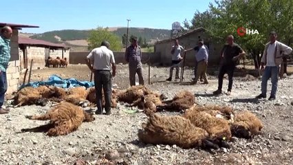 Ahıra giren kurtlar koyunları telef etti