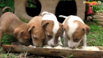 Rescue Abandoned Puppies Building Mud House Dog And Fish Pond For Red Fish