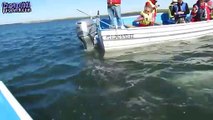 Caught on Tape - Breaching Whales Hit Boats & kayaks, Collection of Best Videos,