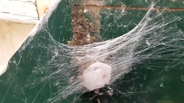 Imaginez que vous trouviez ça dans votre boite aux lettres... Cauchemardesque