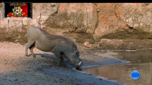 Ce phacochère va échapper de justesse à un crocodile affamé